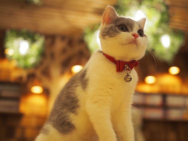 猫カフェMoCHA秋葉原店のディクラッセ照明